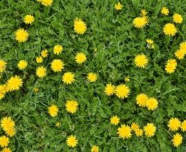 How to cook dandelions korean style