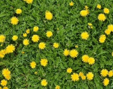 How to cook dandelions korean style