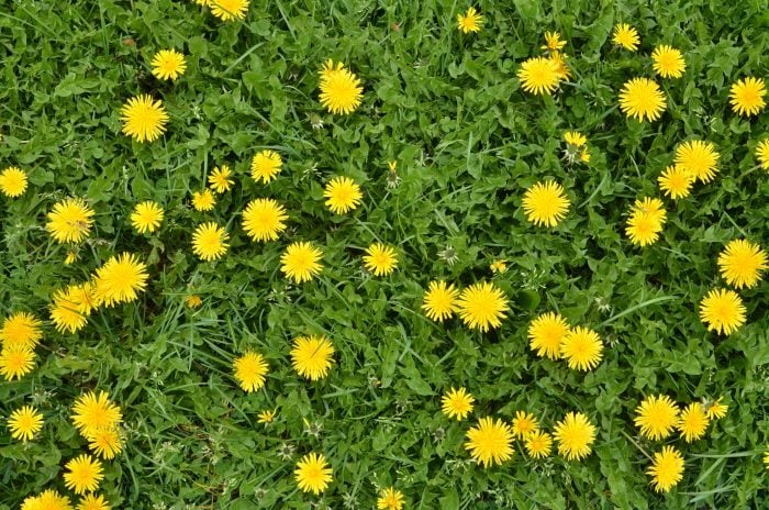 How to cook dandelions korean style